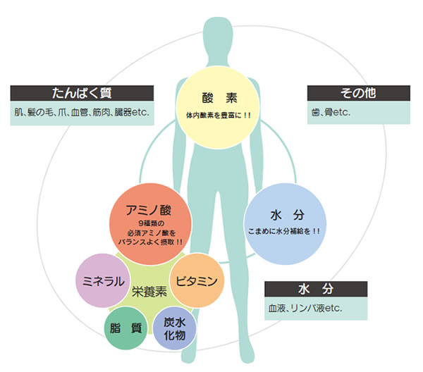 アミノ酸とカラダの関係イメージ